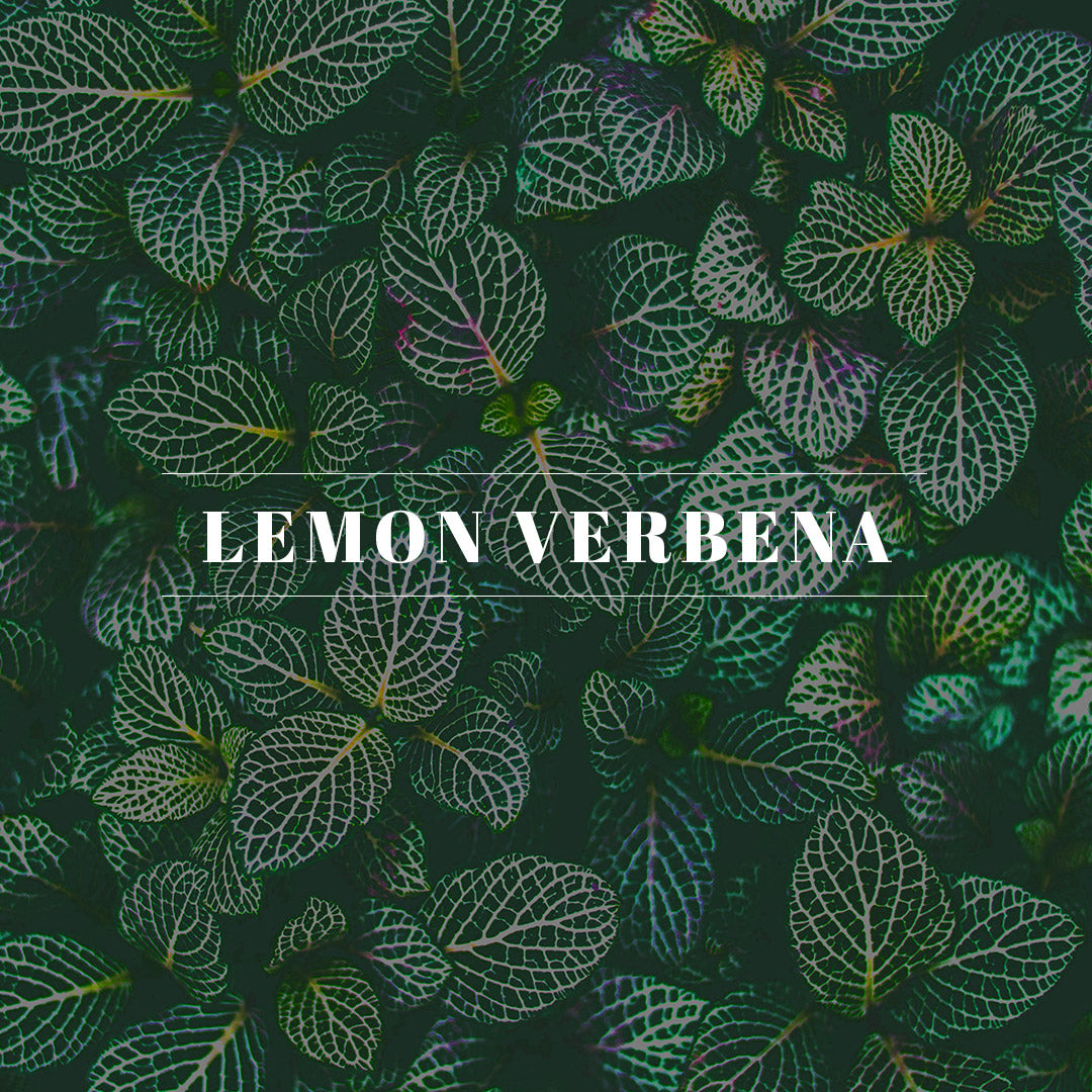Lemon Verbena – Orleans Home Fragrances