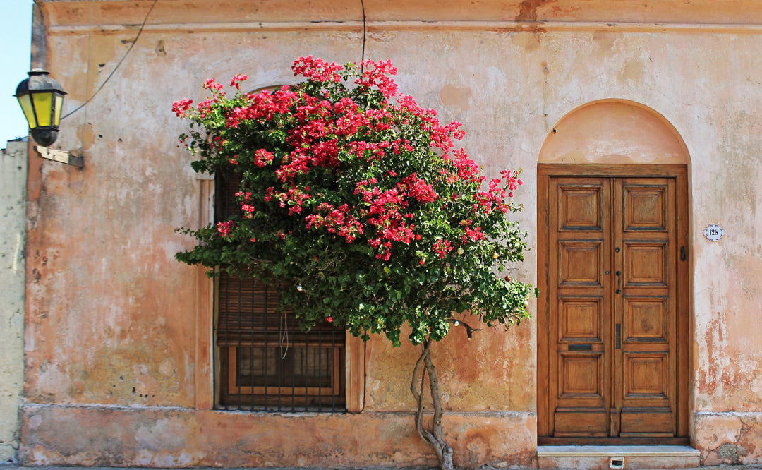 New Orleans Collection