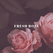 Fresh Rose