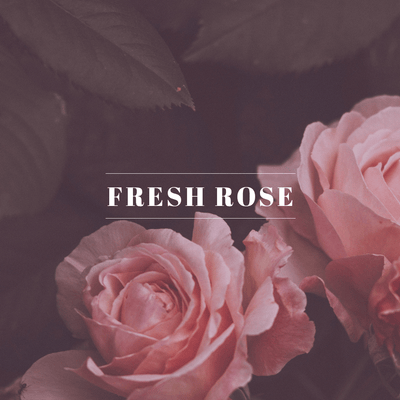 Fresh Rose