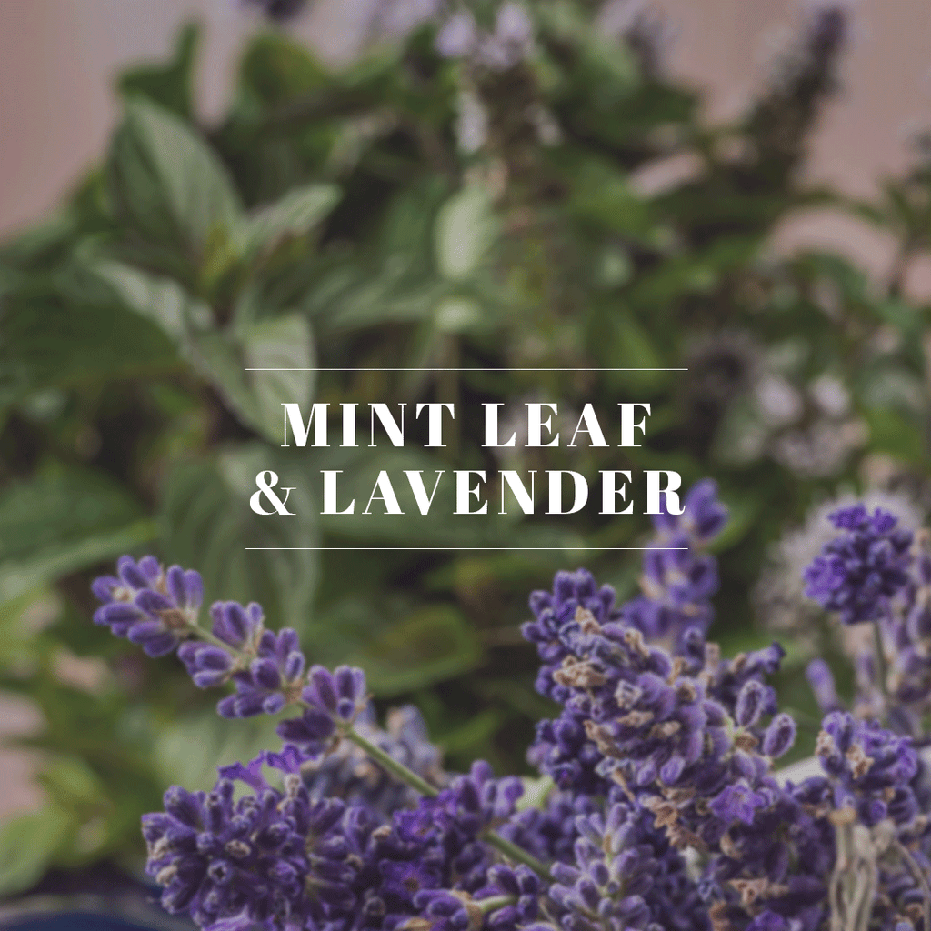 Mint Leaf & Lavender – Orleans Home Fragrances
