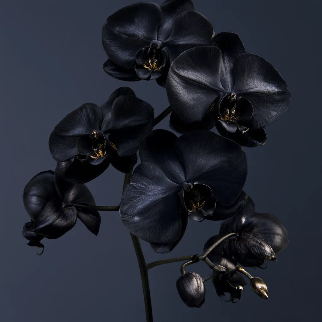 Black Orchid