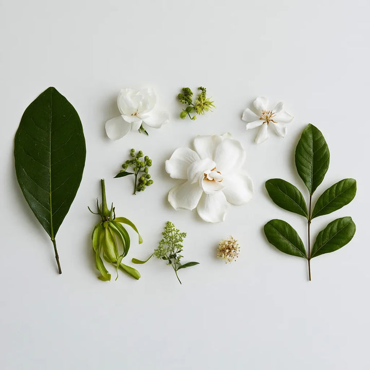 Gardenia