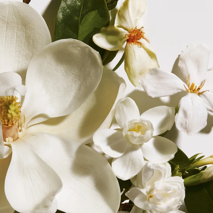 Southern Magnolia