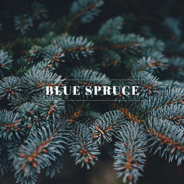 Blue Spruce