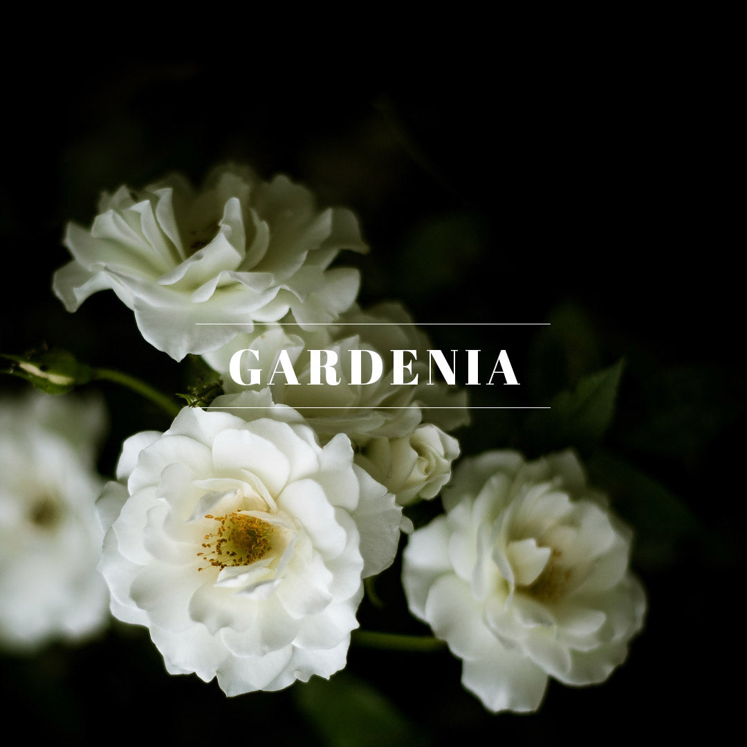 Gardenia